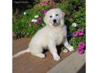 Golden Retriever Puppy for sale in Aromas, CA, USA