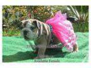 Bulldog Puppy for sale in HUMBLE, TX, USA