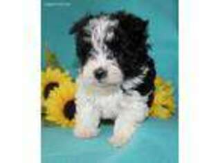 Havanese Puppy for sale in West Lafayette, OH, USA
