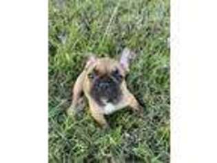 French Bulldog Puppy for sale in Dunnellon, FL, USA