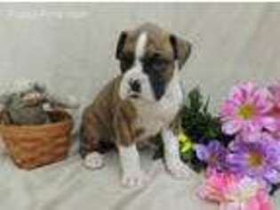 Boxer Puppy for sale in Harrington, DE, USA