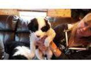 Border Collie Puppy for sale in Six Lakes, MI, USA