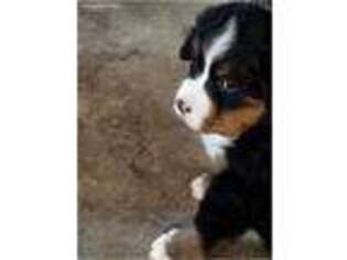 Bernese Mountain Dog Puppy for sale in Clayton, OH, USA
