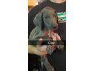 Great Dane Puppy for sale in Eaton, OH, USA
