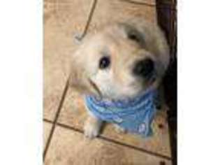 Golden Retriever Puppy for sale in Macon, GA, USA