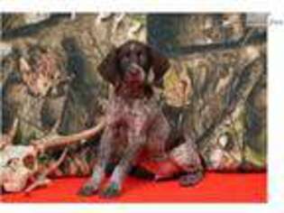 German Shorthaired Pointer Puppy for sale in Lancaster, PA, USA