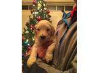 Goldendoodle Puppy for sale in Catawba, SC, USA