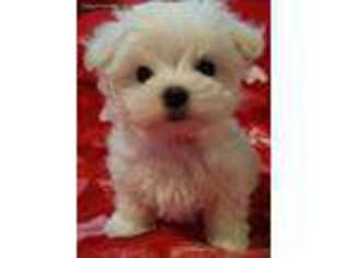 Maltese Puppy for sale in Centerburg, OH, USA