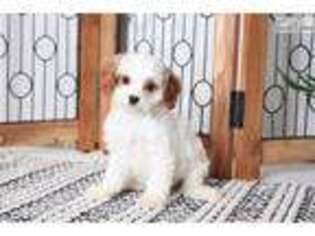 Cavapoo Puppy for sale in Fort Myers, FL, USA