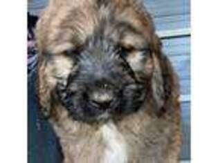 Saint Berdoodle Puppy for sale in Elma, WA, USA