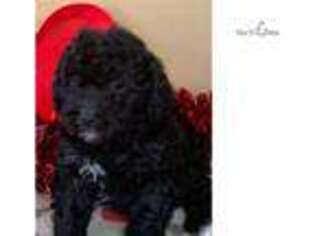 Labradoodle Puppy for sale in Greenville, SC, USA