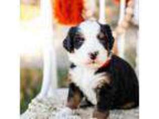 Bernese Mountain Dog Puppy for sale in Salt Lake City, UT, USA