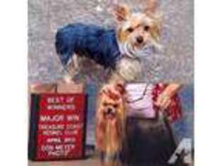 Yorkshire Terrier Puppy for sale in JACKSON, TN, USA