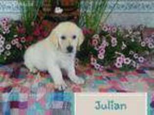Mutt Puppy for sale in Shelby, OH, USA