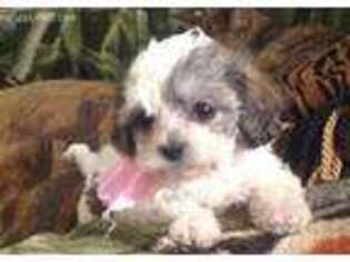 Cavachon Puppy for sale in Fallbrook, CA, USA