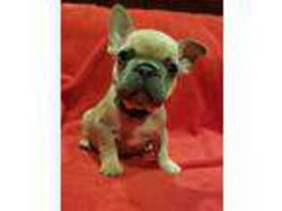 French Bulldog Puppy for sale in Water Valley, MS, USA