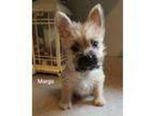 Cairn Terrier Puppy for sale in Apple Creek, OH, USA