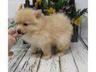 Pomeranian Puppy for sale in Centerville, IA, USA