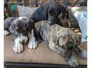 Great Dane Puppy for sale in Fulton, NY, USA