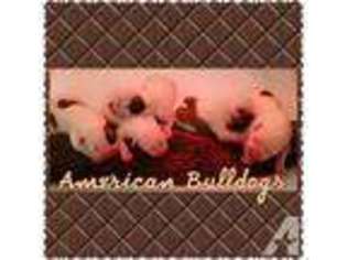 American Bulldog Puppy for sale in KURTISTOWN, HI, USA