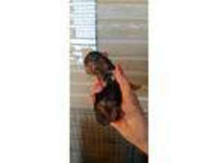 Yorkshire Terrier Puppy for sale in Waco, TX, USA