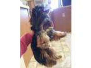 Yorkshire Terrier Puppy for sale in GERMANTOWN, WI, USA