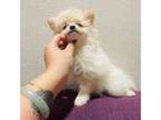 Pomeranian Puppy for sale in West Covina, CA, USA