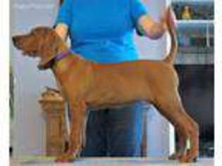 Redbone Coonhound Puppy for sale in Oklahoma City, OK, USA