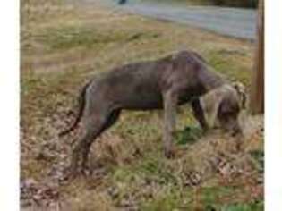 Great Dane Puppy for sale in Rural Hall, NC, USA