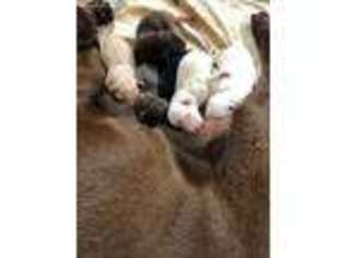 Labrador Retriever Puppy for sale in Concord, VA, USA