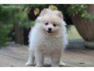 Pomeranian Puppy for sale in Center Ridge, AR, USA