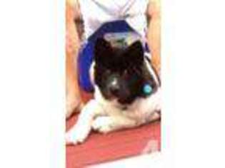 Akita Puppy for sale in WALDORF, MD, USA