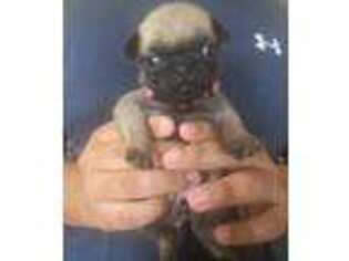 Pug Puppy for sale in Ash Flat, AR, USA