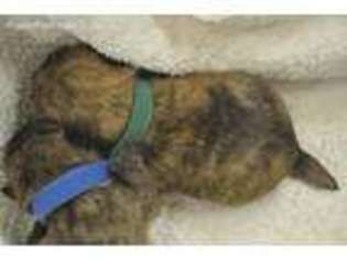 Cairn Terrier Puppy for sale in Kanosh, UT, USA