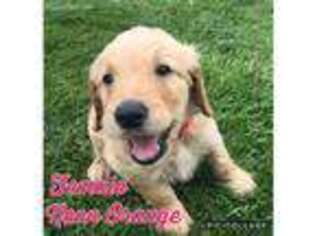 Goldendoodle Puppy for sale in Theresa, WI, USA