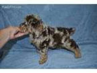 Cock-A-Poo Puppy for sale in Victorville, CA, USA