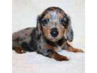Dachshund Puppy for sale in Hardy, VA, USA