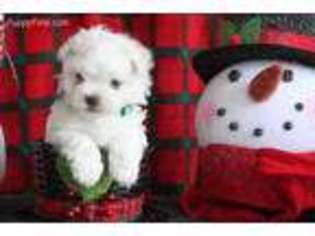 Maltese Puppy for sale in Benson, NC, USA
