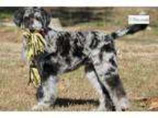 Cadoodle Puppy for sale in Springfield, MO, USA