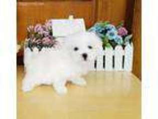 Maltese Puppy for sale in Colorado Springs, CO, USA