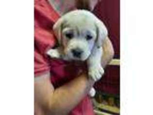 Labrador Retriever Puppy for sale in Oley, PA, USA