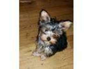 Yorkshire Terrier Puppy for sale in New Salisbury, IN, USA