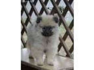 Keeshond Puppy for sale in New York, NY, USA