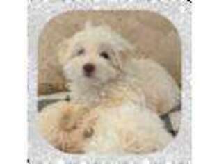 Bichon Frise Puppy for sale in Watertown, TN, USA