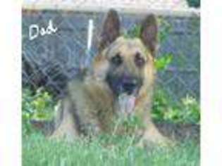 German Shepherd Dog Puppy for sale in MUSTANG, OK, USA