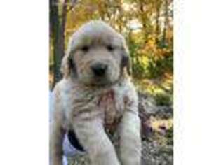 Golden Retriever Puppy for sale in Edwardsville, IL, USA