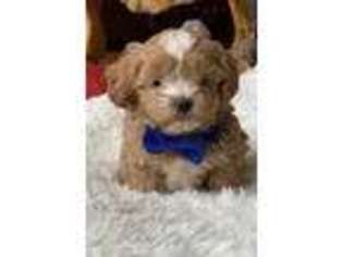 Shih-Poo Puppy for sale in Greenville, MO, USA