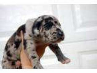 Great Dane Puppy for sale in Clinton, TN, USA