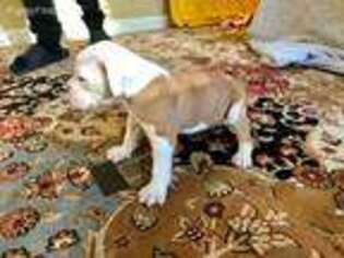 American Bulldog Puppy for sale in Antioch, CA, USA