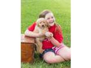 Golden Retriever Puppy for sale in Anniston, AL, USA